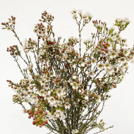 Immagine di FIORE DI CERA (CHAMAELAUCIUM)