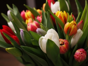 Immagine per la categoria Fiori Recisi