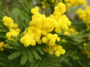 Immagine per la categoria Fronde Fiorite & Verdi