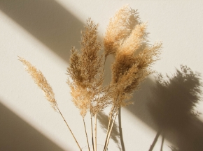 Immagine per la categoria Fiori Secchi & Preservati