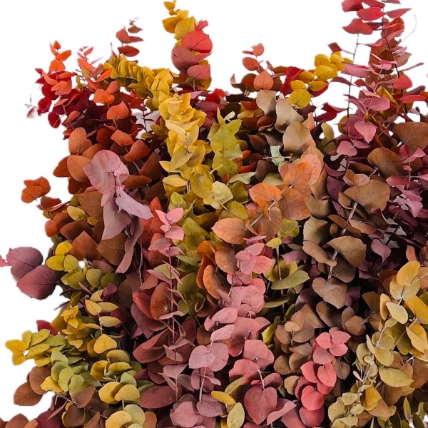 Immagine di EUCALYPTUS  STABILIZZATO autunno