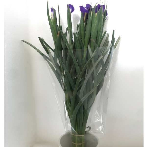Picture of IRIS BLU