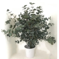 Picture of EUCALIPTO CINEREA