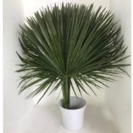 Image de CHAMAEROPS FOGLIA