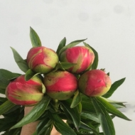 Picture of PEONIA